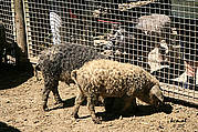 Schweine mit Locken